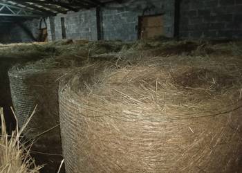 Siano słoma  125x120