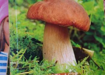 Atlas grzybów 1 pierwsze wydanie książki antykwariat Atlas grzybów 1 pierwsze wydanie książki antykwariat