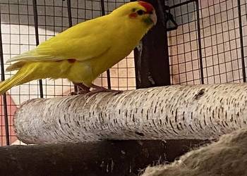 Sprzedam modrolotki (kozy)