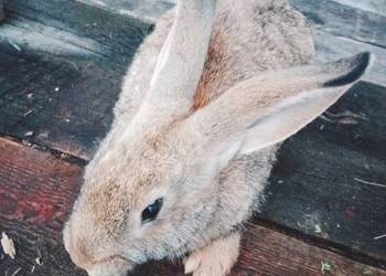 Króliki hodowlane samce i samice