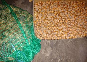 Orzechy laskowe i włoskie