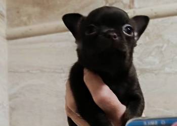 Chihuahau czekoladowy