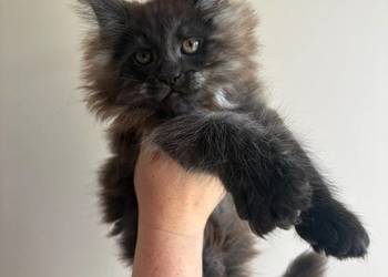 Kotka Maine Coon Nera