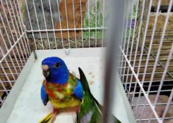 Łąkówki Wspaniałe samce sprzedaż/wymiana