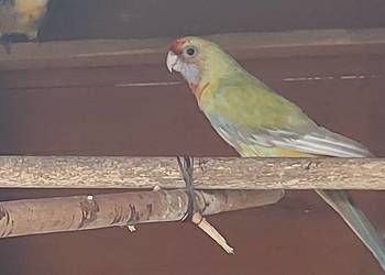 Para rozella królewska