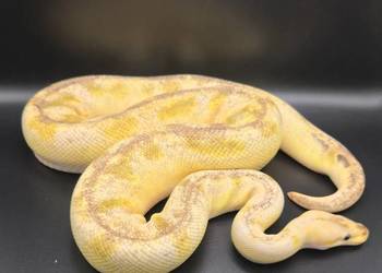 Python Regius CB2024-2025 pywatne kolekcji