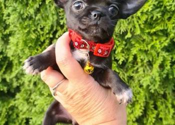 Chihuahua malutka czarna suczka