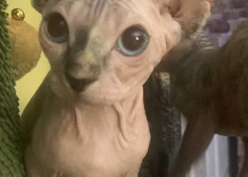 Sfinks Kanadyjski. Rezerwacja kotki.