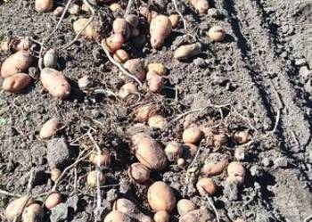 Sprzedam ziemniaki z własnej uprawy