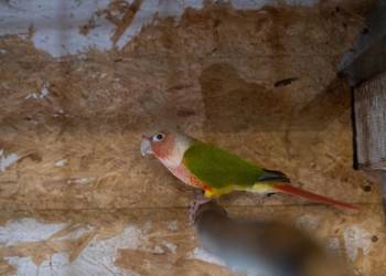 Papugi Rudosterki Red Face Para