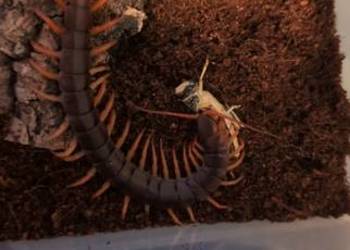 Skolopendra subspiniseps