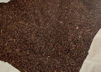 Gryka hreczka tatarka