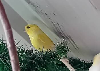 Kanarki  zeberki  papugi  kolorowe