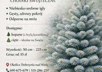 Świerk Srebrny – Drzewka / Choinki Świąteczne