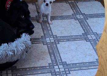 Chihuahua malutkie mini