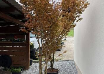 klon palmowy 280cm