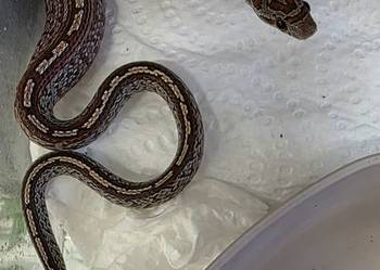Wąż zbożowy Pantherophis guttatus