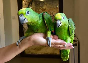 Amazonka żółtogłowa ochrocephala Kraków