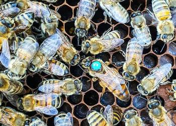 Matki pszczele reprodukcyjne - hodowlane Buckfast 2023