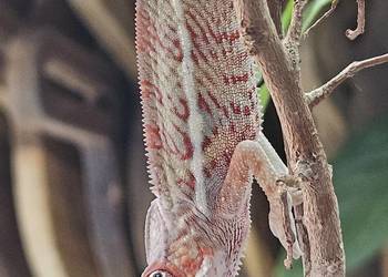 Samiec Kameleon lamparci Ambilobe