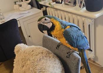 Ara ararauna Ręcznie Karmiona! Oswojona - 6 miesięcy