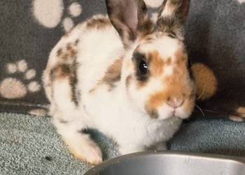 Królik Karzelek Mini Rex trójbarwny