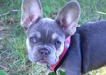Buldog francuski liliowa suczka