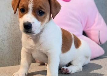 Jack Russell Terrier FCI