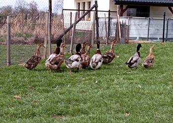STAROPOLSKIE Kaczory/Kaczki : Niosą Już JAJA Lęgowe . Do Rozrodu Polecam*