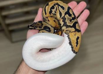Pyton królewski Enchi YB Pied het Clown