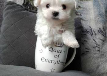 Maltańczyk z rodowodem