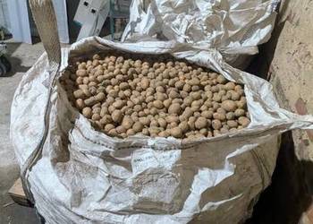 Ziemniak Paszowy [Odpad] 0,30gr/kg