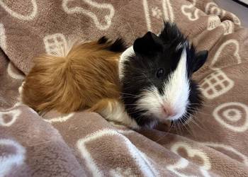 świnka morska cavia domowa SAMIEC