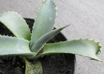 Mrozoodporna agawa do -18 °C - agave parryi var. couesii -ostatnia sadzonka