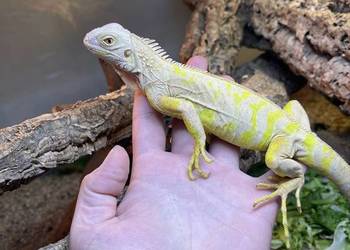 Legwan Yellow T-albino