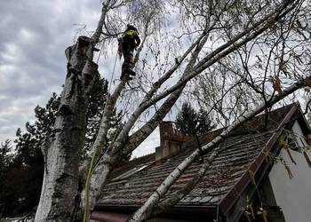 Wycinka drzew, przycinanie żywopłotu, wywóz gałęzi