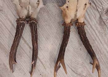 Poroza parostki sprzedam