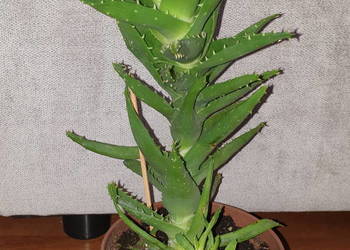 Aloes nr 2, roślina rosnąca, wysokość 32cm