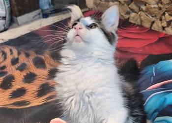 Kotka Maine coon z rodowodem bardzo dobre zaplecze genetyczne do hodow