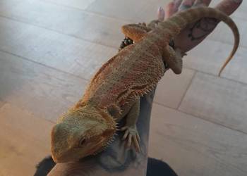 Agama brodata oswojona