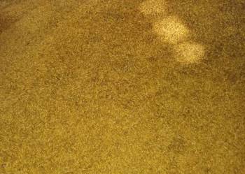 Sprzedam owies Rambo