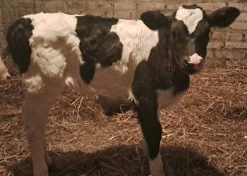 Sprzedam cielątko jałóweczke