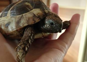 Żółw Stepowy Testudo Hermanni