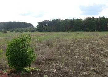 Sprzedam atrakcyjną działkę budowlaną Korwin gm. Słupca Sprzedam atrakcyjną działkę budowlaną Korwin gm. Słupca