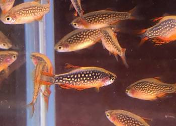 Rozbora Galaxy Danio