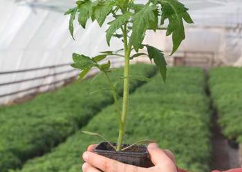 POMIDOR MALINOWY HONEY MOON F1 - rozsada, sadzonka