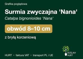 Surmia zwyczajna 'Nana' obwód 8-10 cm, z bryłą – HURT