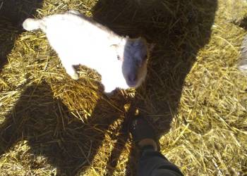 koziołek  dwu miesięczny  rasy lamacza