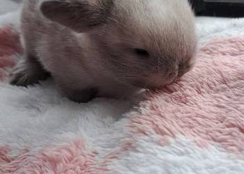 Króliczki mini lop