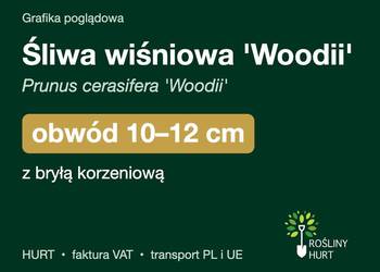 Śliwa wiśniowa 'Woodii' obwód 10-12 cm, z bryłą – HURT